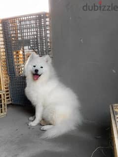 Samoyed white سامويد 0