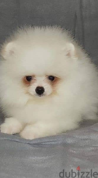 puppy Pomeranian 0