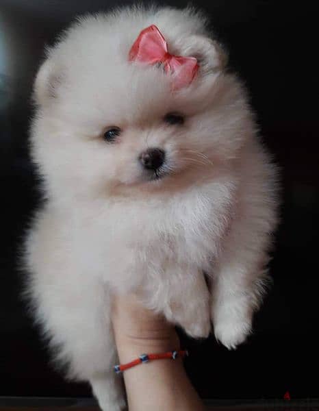 puppy Pomeranian 4