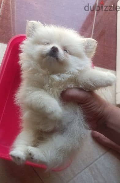 puppy Pomeranian 1