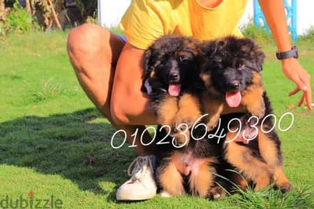 كلاب . جراوي جيرمان للبيع german shepherd puppies for sale