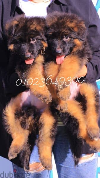 كلاب . جراوي جيرمان للبيع german shepherd puppies for sale 1