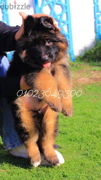 كلاب . جراوي جيرمان للبيع german shepherd puppies for sale 2