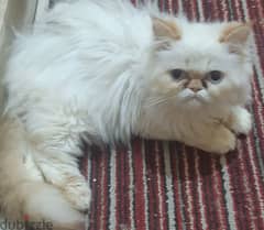 قطة جميلة للبيع 01280488453
