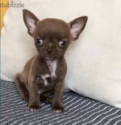 Chihuahua Dog Puppy from Europe with All Documents