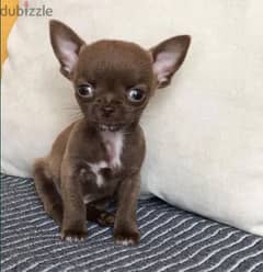 Chihuahua Dog Puppy from Europe with All Documents 0