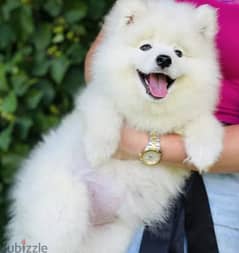 Samoyed Dog For Sale Top Quality from Europe 0