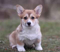 Welsh Corgi Dog Puppy with All Documents