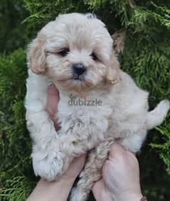 Maltipoo Dog For Sale from Europe ( Top Quality ) 0