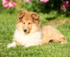 Collie Dog For Sale with FCI Pedigree