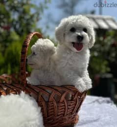 Bichon Frisé Dog from Europe 0