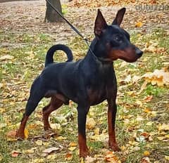 Miniature Pinscher Dog For Sale with pedigree