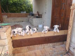 Dogo Argantino puppies