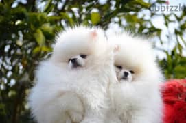 pomeranian puppies 0