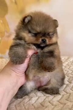 Mini Pomeranian of the bear type boy from Russia