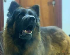 #@german shepherdpuppies fciاحفاد كسار بطل العالم وهامر بشهادات fci