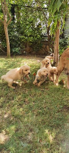 47 days old pure golden retriever puppies