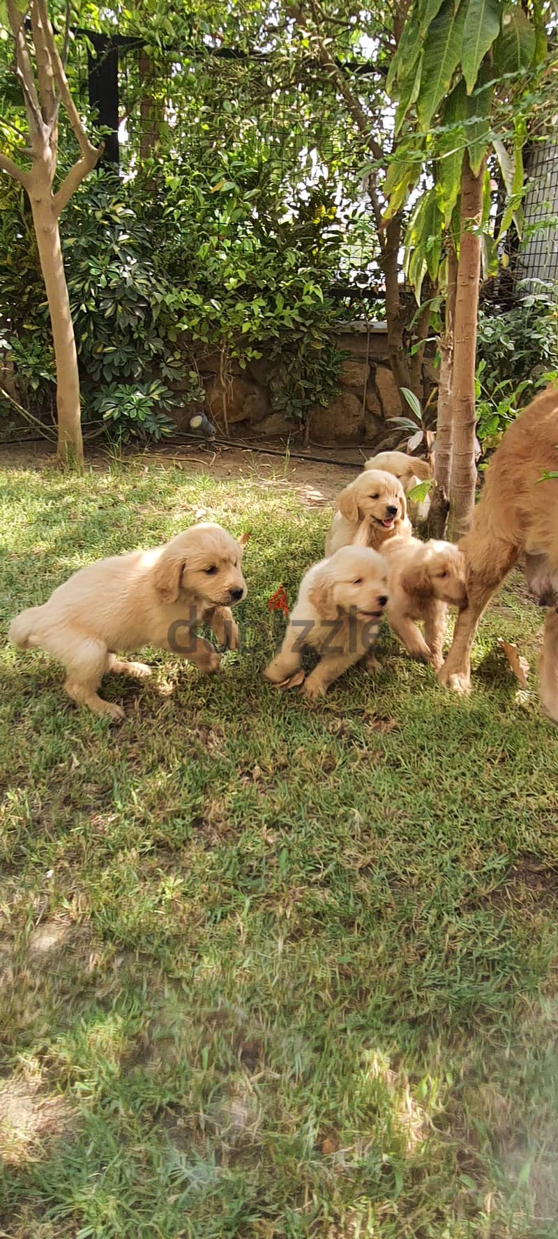 47 days old pure golden retriever puppies - Dogs - 201947228