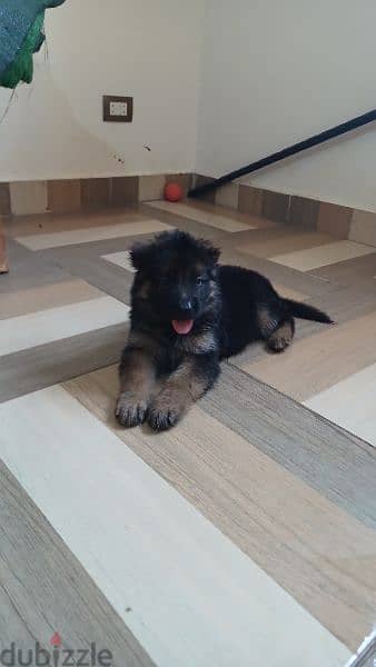 ## german shepherd puppy   بشهادات نسب fci أحفاد كسار #. #. #. #. 3