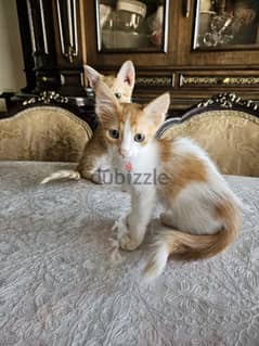 4 months old kittens قطط اربعة اشهر