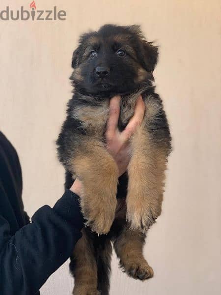 ## german shepherd puppy   بشهادات نسب fci أحفاد كسار #. #. #. #. 5