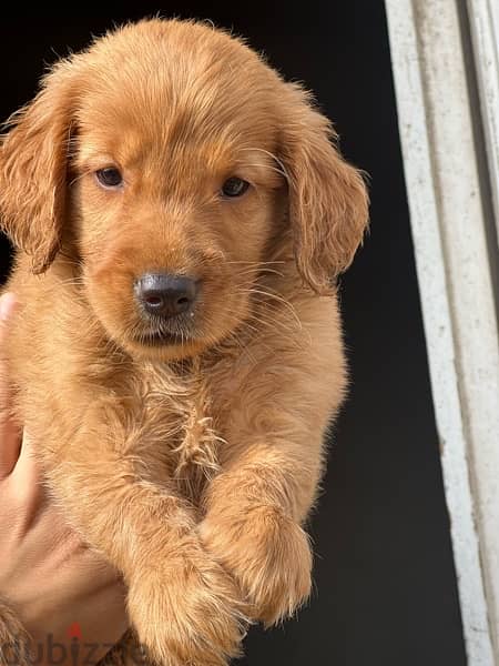 golden puppy مطعمين حشرات و ديدان available delivery 2