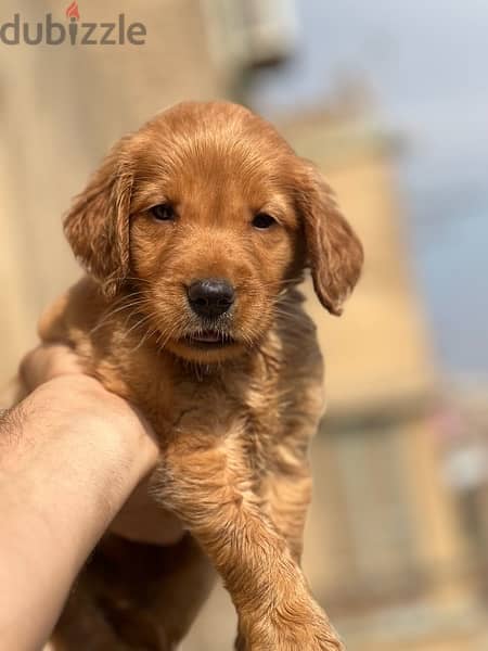 golden puppy مطعمين حشرات و ديدان available delivery 3