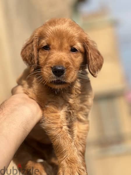 golden puppy مطعمين حشرات و ديدان available delivery 1