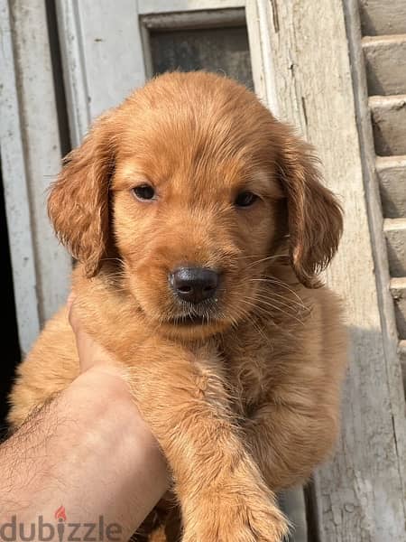 golden puppy مطعمين حشرات و ديدان available delivery 4