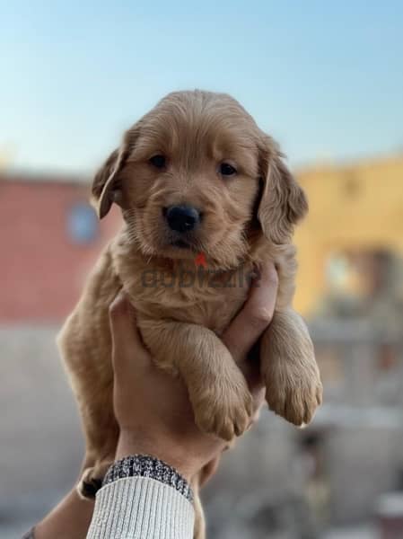 golden puppy مطعمين حشرات و ديدان available delivery 5