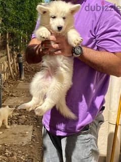 White Swiss Shepherd puppies