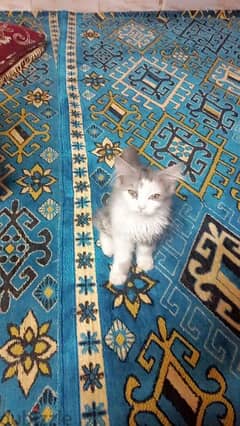 قطط شيرازي مول الفيس