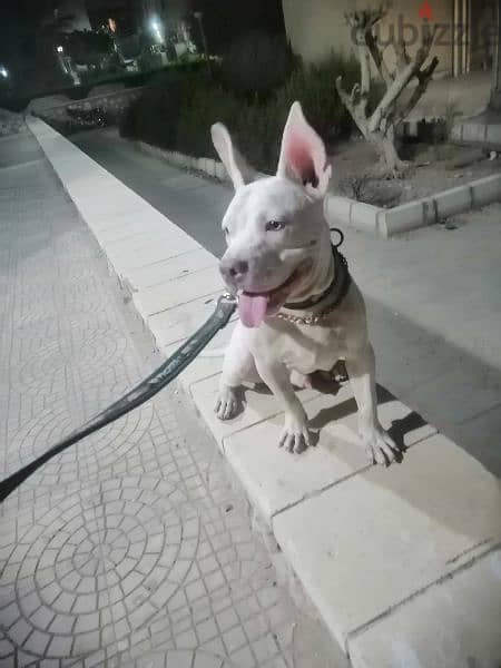 جرو دوجو ارجنتينو dogo Argentino 0