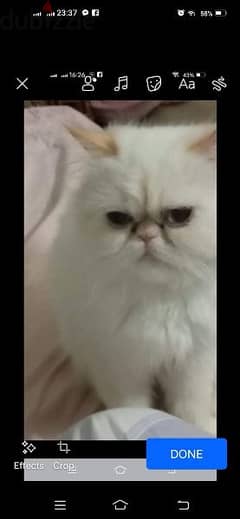 قطة هيمالايا اورنج
