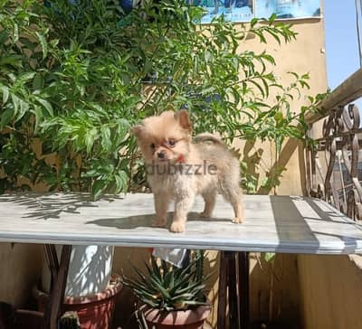 Pomeranian male puppy teacup 2 months