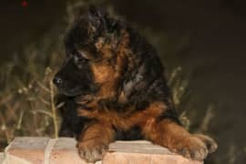 Male German shepherd puppies Female جراوي جيرمن شيبرد ذكر ولد بنت انثي 0