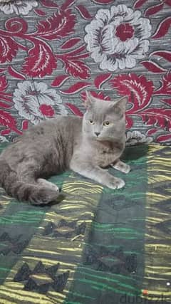 قطط روسي ازرق