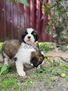 Saint Bernard Dog with Pedigree FCI TOP Quality 0