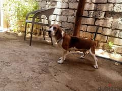beagle pregnant female top quality اجمل انثي بيجل حامل