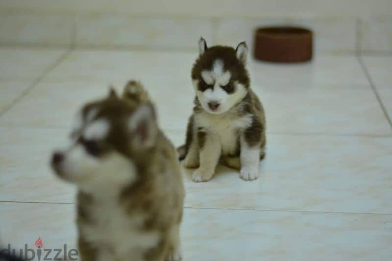 pure siberian husky بيور جراوي هاسكي 1