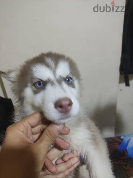 pure siberian husky بيور جراوي هاسكي 2