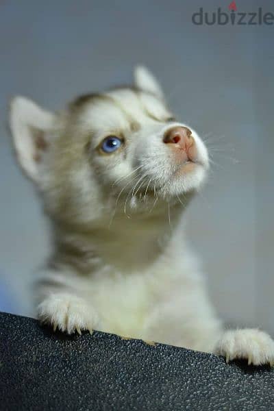 pure siberian husky بيور جراوي هاسكي 3