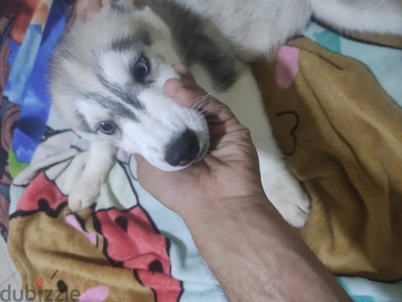 pure siberian husky بيور جراوي هاسكي 7