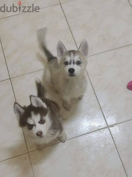 pure siberian husky بيور جراوي هاسكي 8