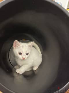 1 white male kitten  for adoption