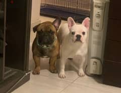 french bulldog 0