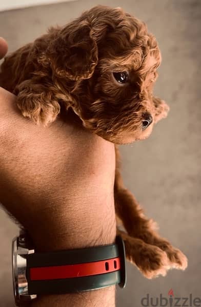 toy poodle puppies