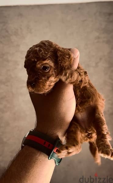 toy poodle puppies 1