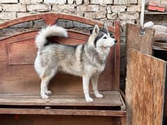 Husky female حنينة جداً خصوصاً مع الأطفال ، بسعر رمزي 0