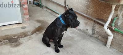 cane corso female أحلى كين كورسو